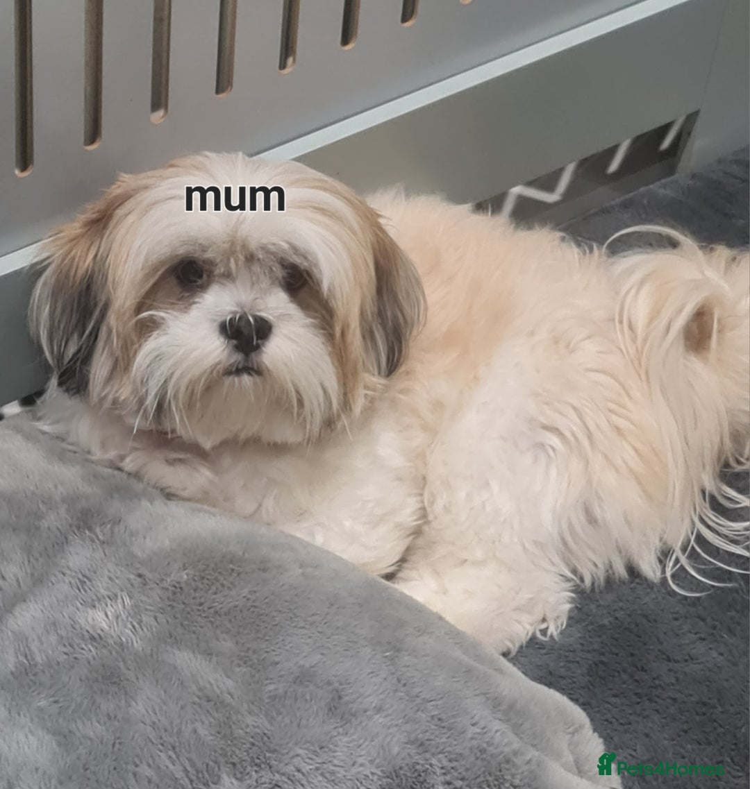Lhasa Apso dogs for sale: Register intrest now Lhasa apso pups due 22nd Nov - Image 1