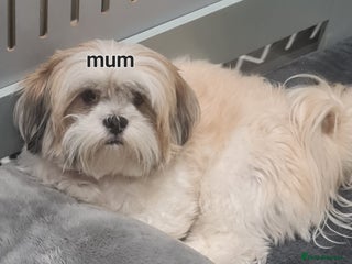 Lhasa Apso dogs - Advert 11