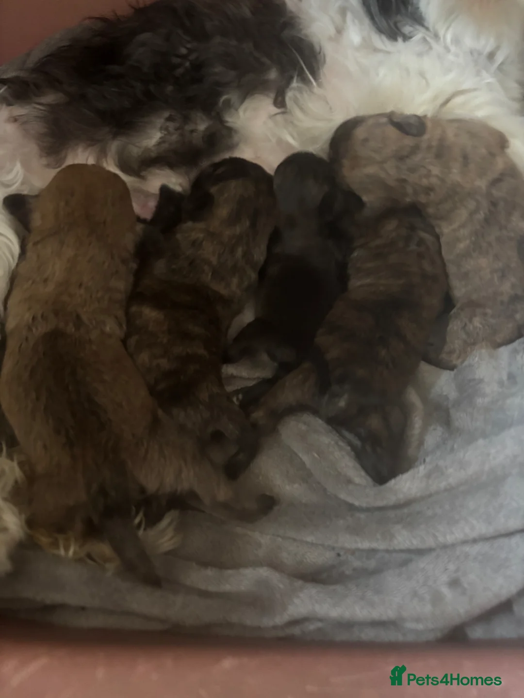 Malshi dogs for sale: Beautiful unique colors for this breed of dog  - Advert 3