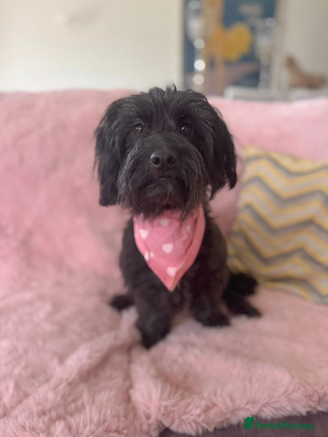 Mixed Breed dogs for adoption: Heavenly Heidi - Advert 2