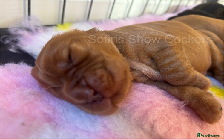 Cocker Spaniel dogs - Advert 11