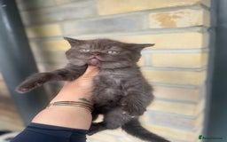 British Shorthair cats for sale: British rainbow shorthair kittens - Image 13