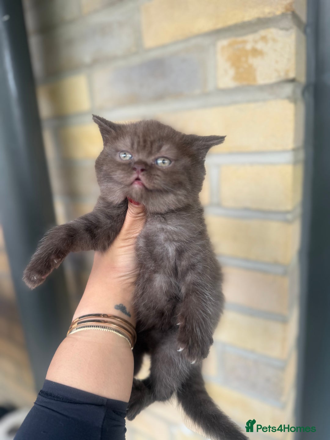 British Shorthair cats for sale: British rainbow shorthair kittens - Image 13