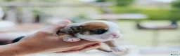 English Bulldog dogs for sale: Beautiful English Bulldog Puppies  in Swindon - Advert 7