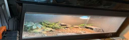 Skink reptiles for sale: Schneider skink and full set up for sale  - Advert 3