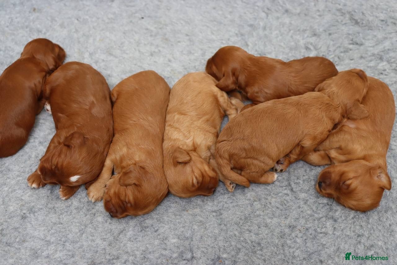 Cockapoo Puppy 5