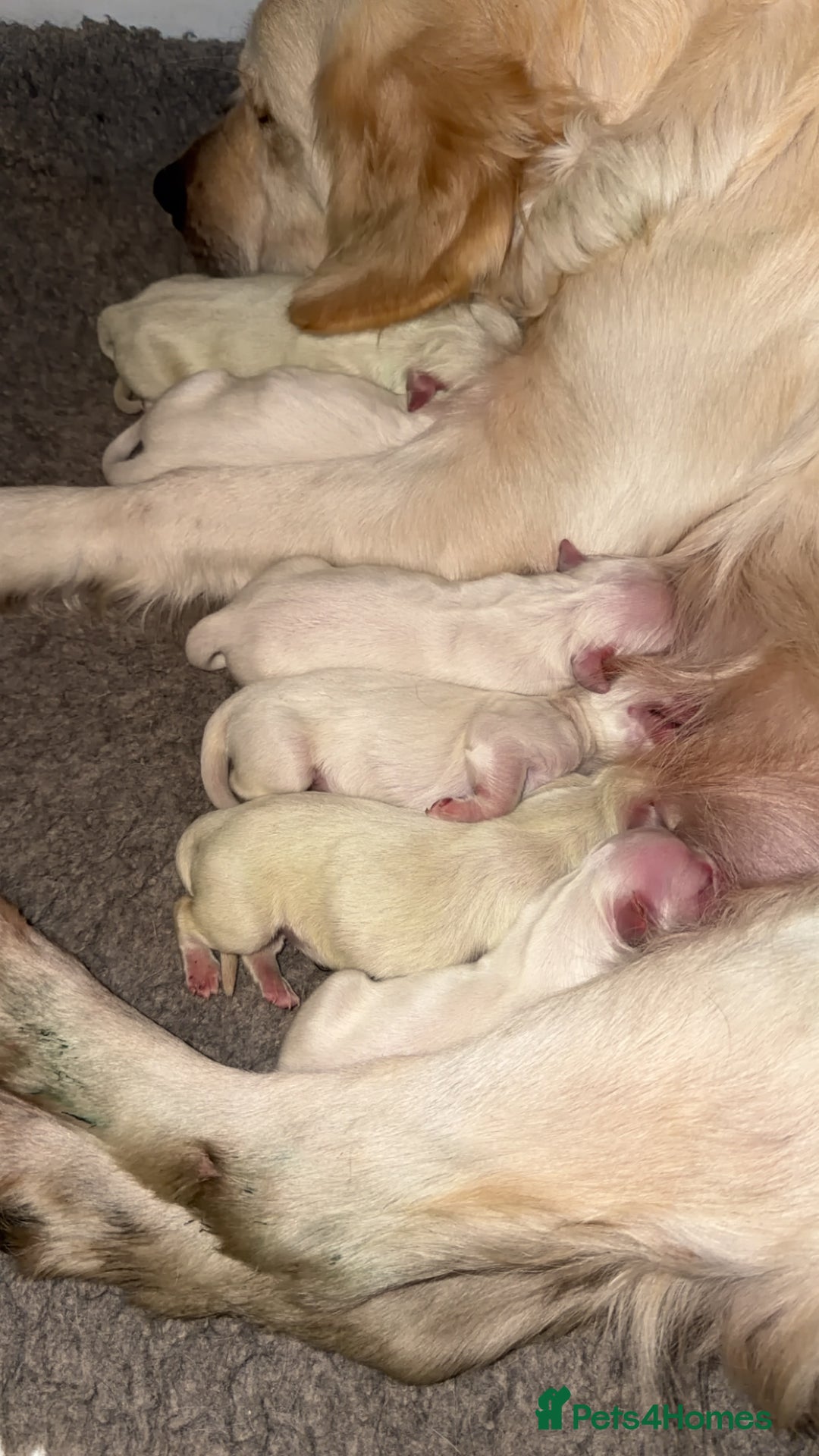 Golden Retriever dogs for sale: KC REG WHITE FULLY HEALTH TESTED PARENTS - Image 2