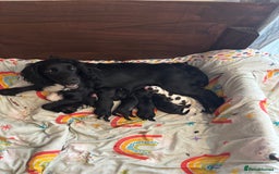 Cockapoo dogs for sale: Miniature f1b cockerpoos - Image 14