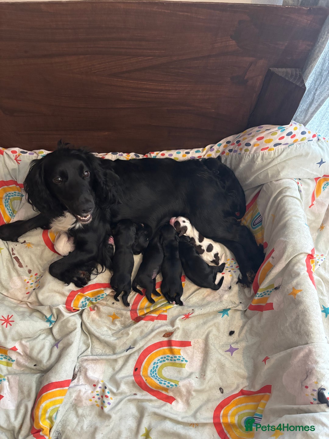 Cockapoo dogs for sale: Miniature f1b cockerpoos - Image 14