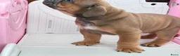 English Bulldog dogs for sale: Quality KC Registered Bulldog Puppies - Advert 16