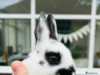 Netherland Dwarf rabbits Netherlands dwarf bunnies - Advert 1
