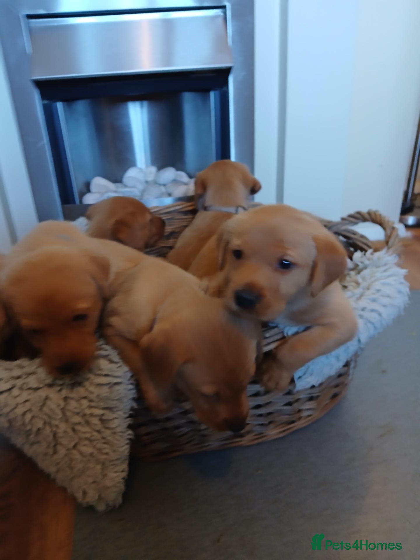 Labrador Retriever dogs Fox red labrador puppies  - Advert 2