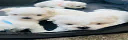 Malshi dogs for sale: Beautiful Malshi puppies - Advert 10