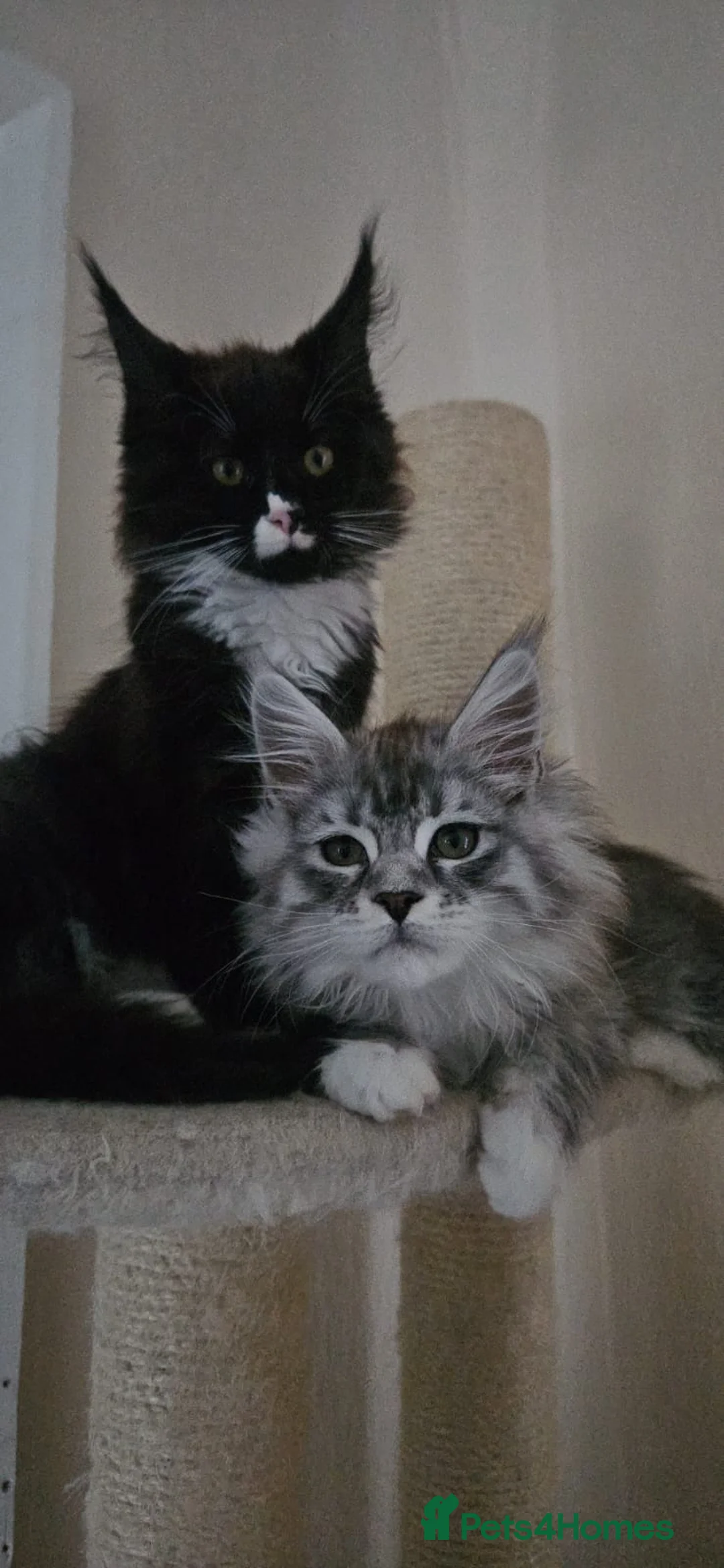Maine Coon cats for sale: Boy and girl - Advert 4