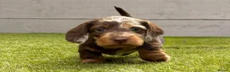 Dachshund dogs for sale: Wire-haired Dachshunds 🤎🐾 - Advert 12