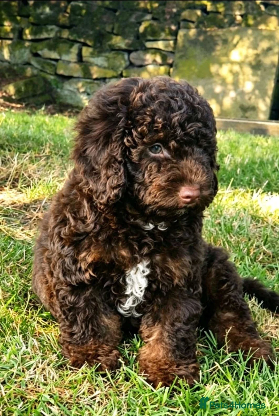 Mixed Breed dogs for sale: ADORABLE F1BB GOLDENDOODLE PUPPIES - Advert 2