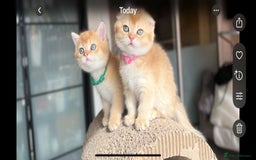 Scottish Fold cats for sale: TICA-Registered Scottish Straight/Fold Kittens  - Image 6
