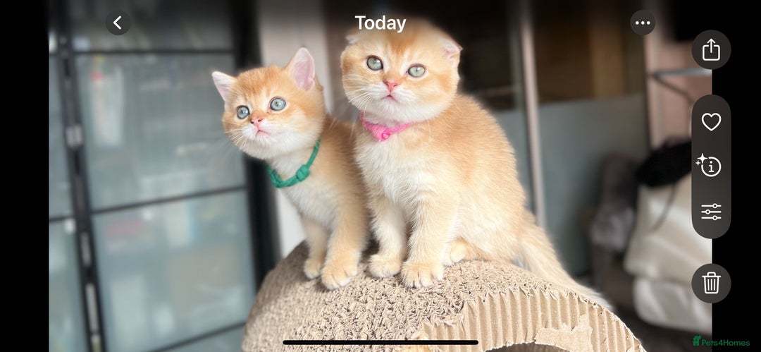 Scottish Fold cats for sale: TICA-Registered Scottish Straight/Fold Kittens  - Image 6