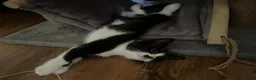 Domestic Shorthair cats for sale: 4 Kittens for sale in Uxbridge - Advert 2