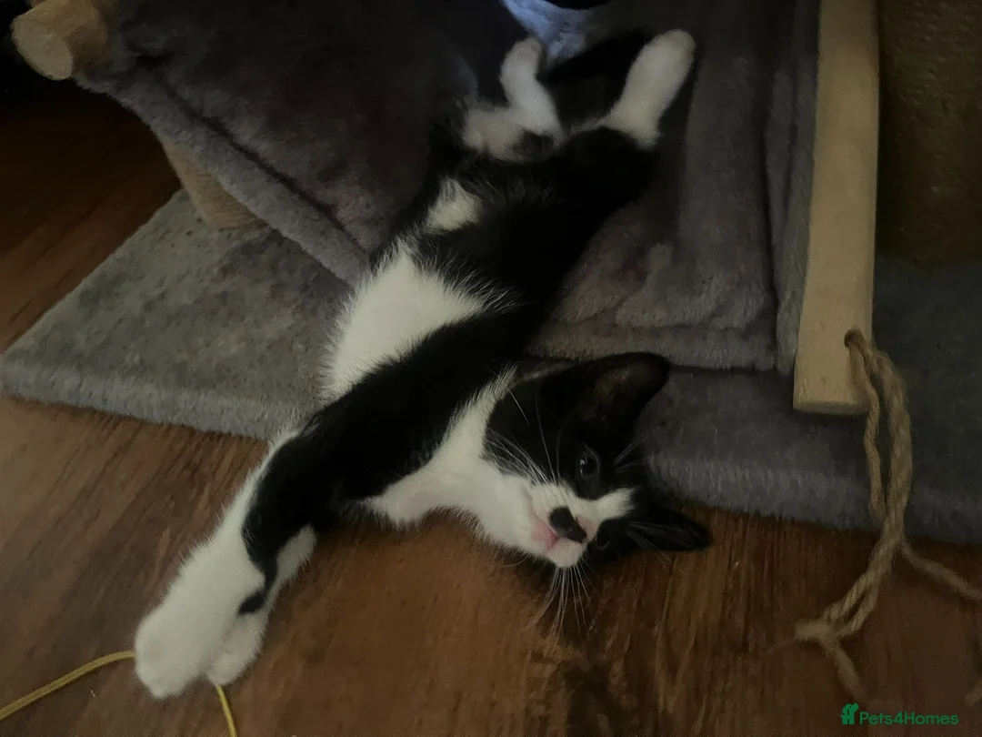 Domestic Shorthair cats for sale: 4 Kittens for sale in Uxbridge - Advert 2