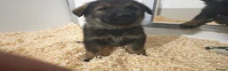 German Shepherd dogs for sale: German shepherd by Vom Geolupa Kennels  - Advert 2