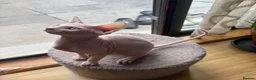 Sphynx cats for sale: Beautiful Sphynx Boy 😊 - Advert 7