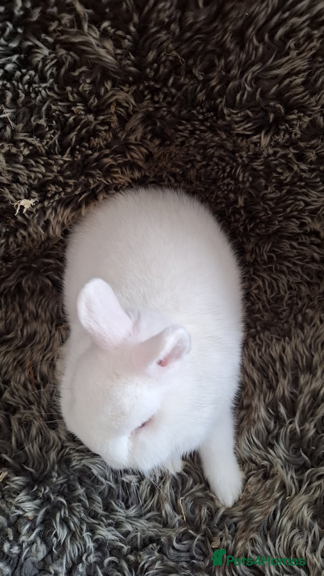 Netherland Dwarf rabbits for sale: Pure Netherland Dwarf Baby Bunnies - Image 12