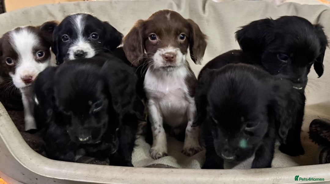 Sprocker dogs for sale: 7 Sprocker puppies  - Advert 7