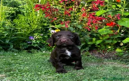 Cocker Spaniel dogs for sale: Ready to leave - Champion bred working cocker pups - Image 10