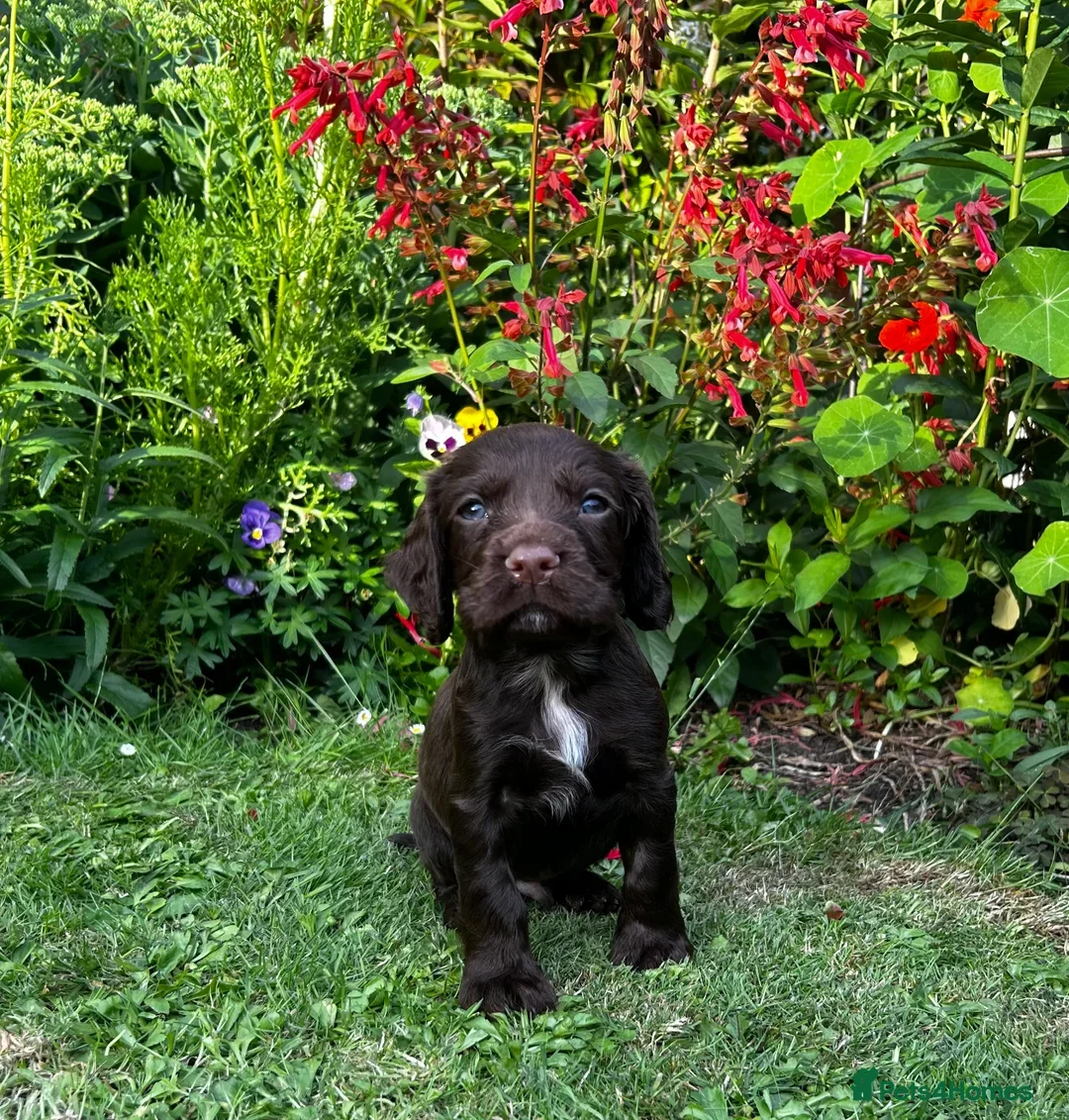 Cocker Spaniel dogs for sale: Ready to leave - Champion bred working cocker pups - Image 10