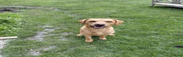 Cockerdor dogs for sale: ******Stunning cockedors****** - Advert 20