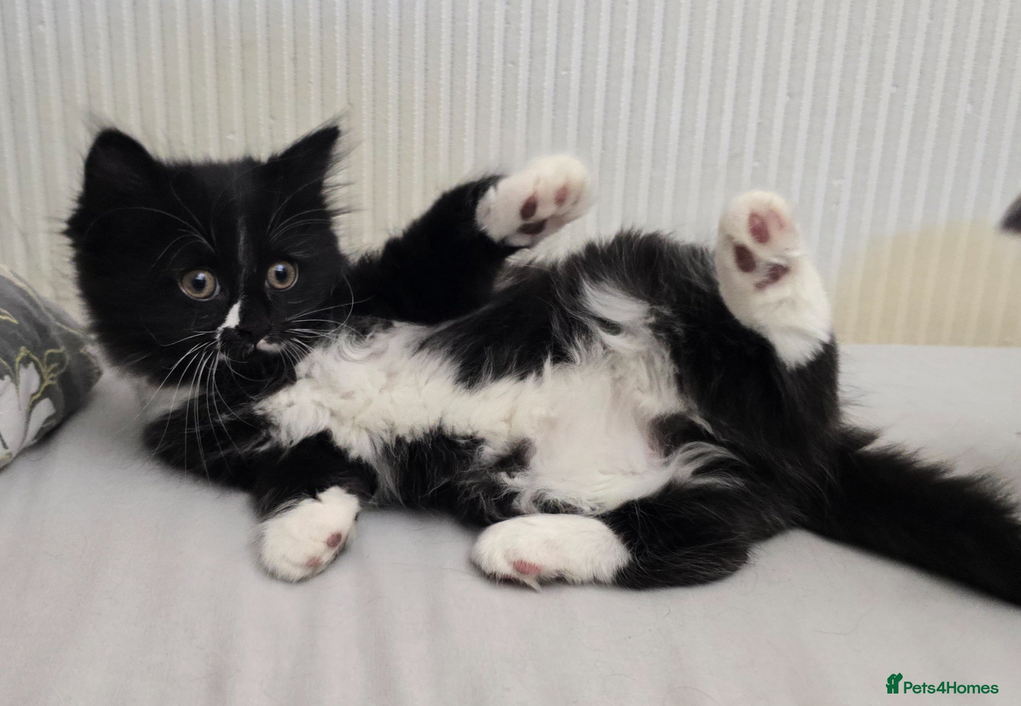Turkish Angora cats 5 wonderful fur babies (4girls,1boy) - Advert 8