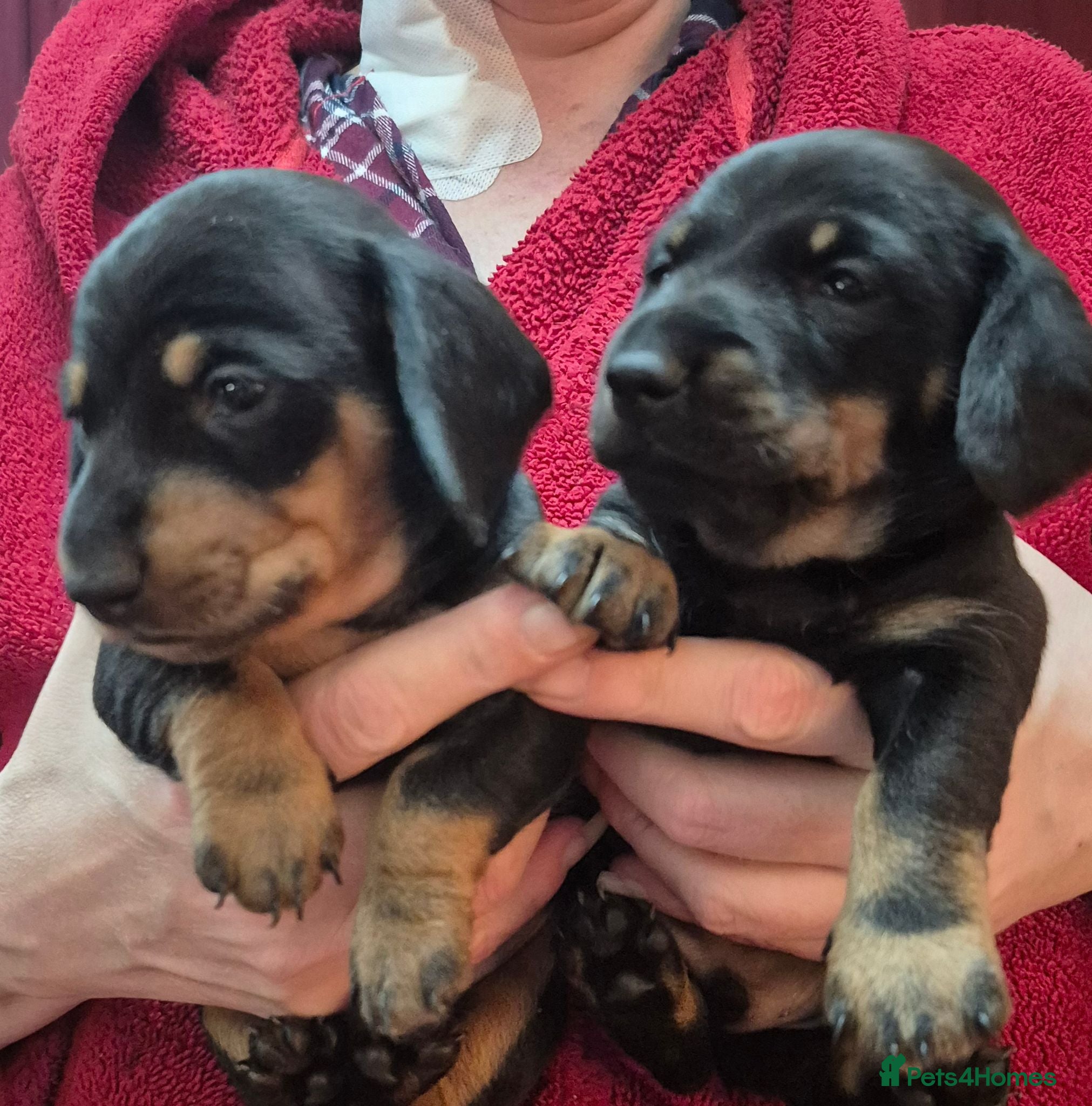 Miniature Dachshund dogs 2 Male Miniature Dachshund Puppies - Advert 1