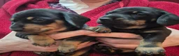 Miniature Dachshund dogs for sale: 2 Male Miniature Dachshund Puppies - Advert 1