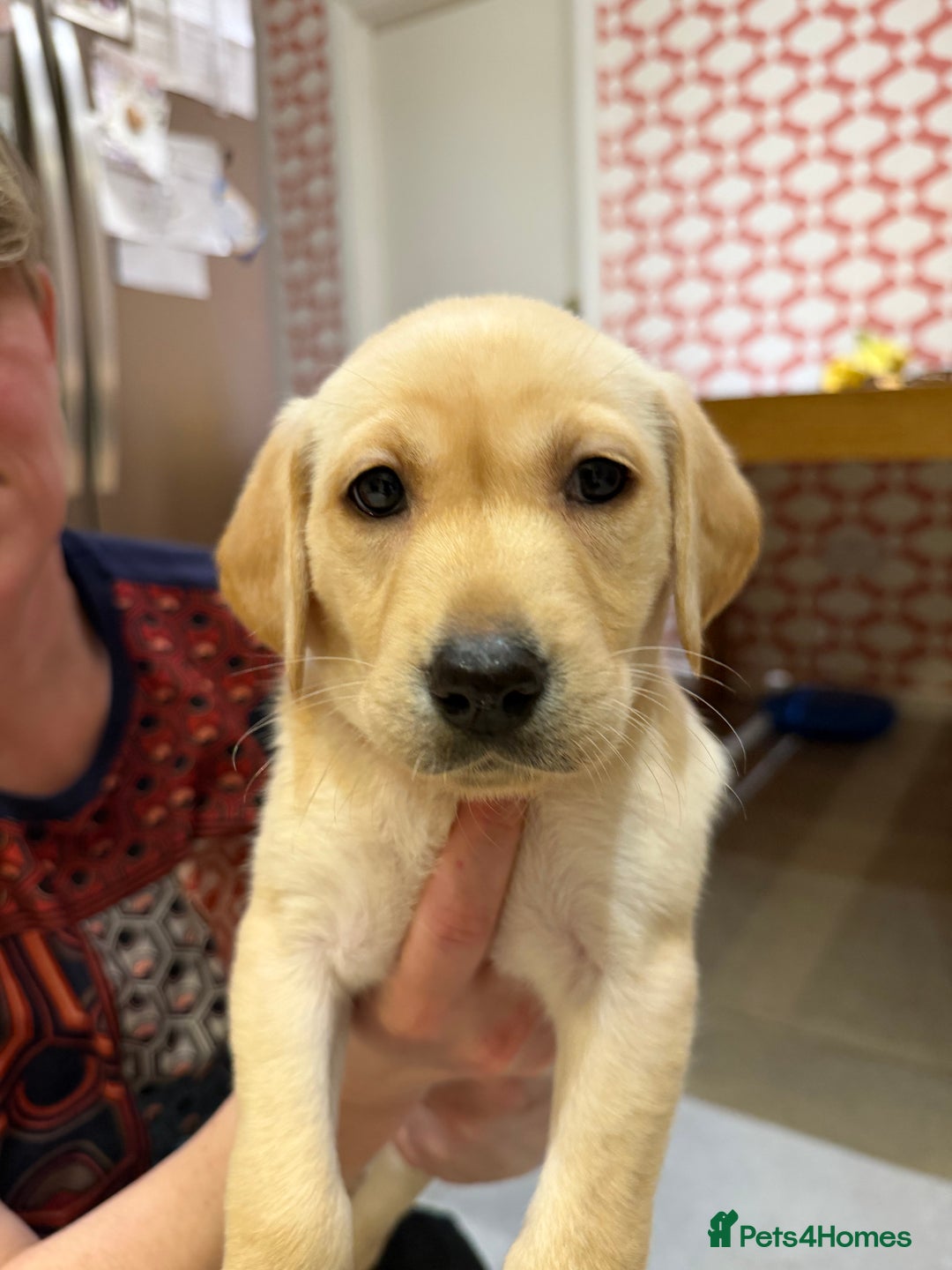 Labrador Retriever dogs for sale: Only 2 golden girls left! Ready for forever homes! - Advert 11