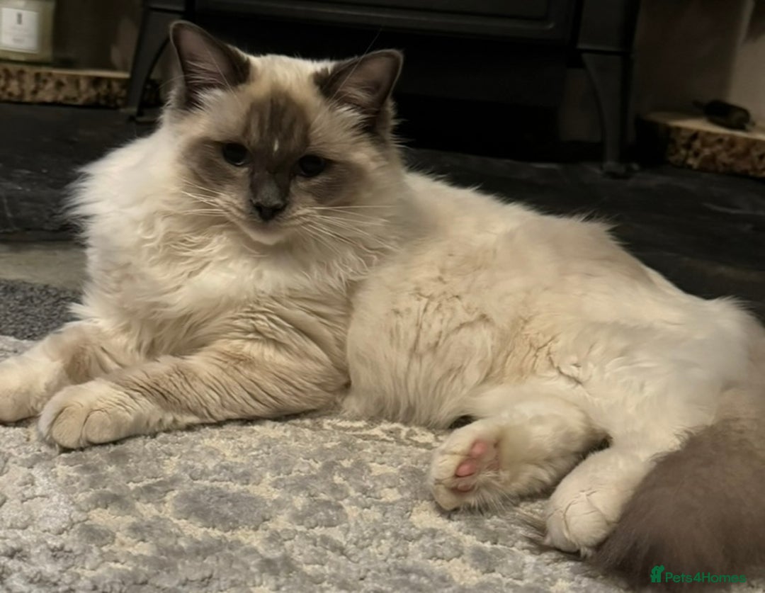 Ragdoll cats for sale: For sale 18month old - Image 3