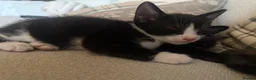 Mixed Breed cats for sale: 3 beautiful kittens  - Advert 15