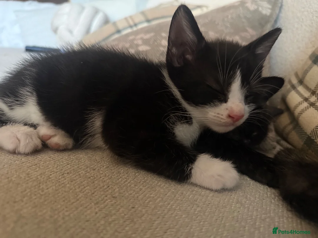 Mixed Breed cats for sale: 3 beautiful kittens  - Advert 15