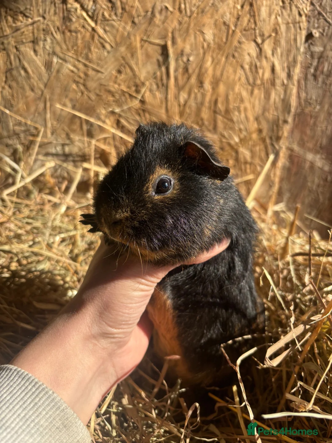 Guinea Pig rodents for sale: Friendly Young Guineapigs  - Advert 2