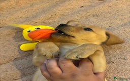 Labrador Retriever dogs for sale: beautiful female labrador puppy  - Image 6