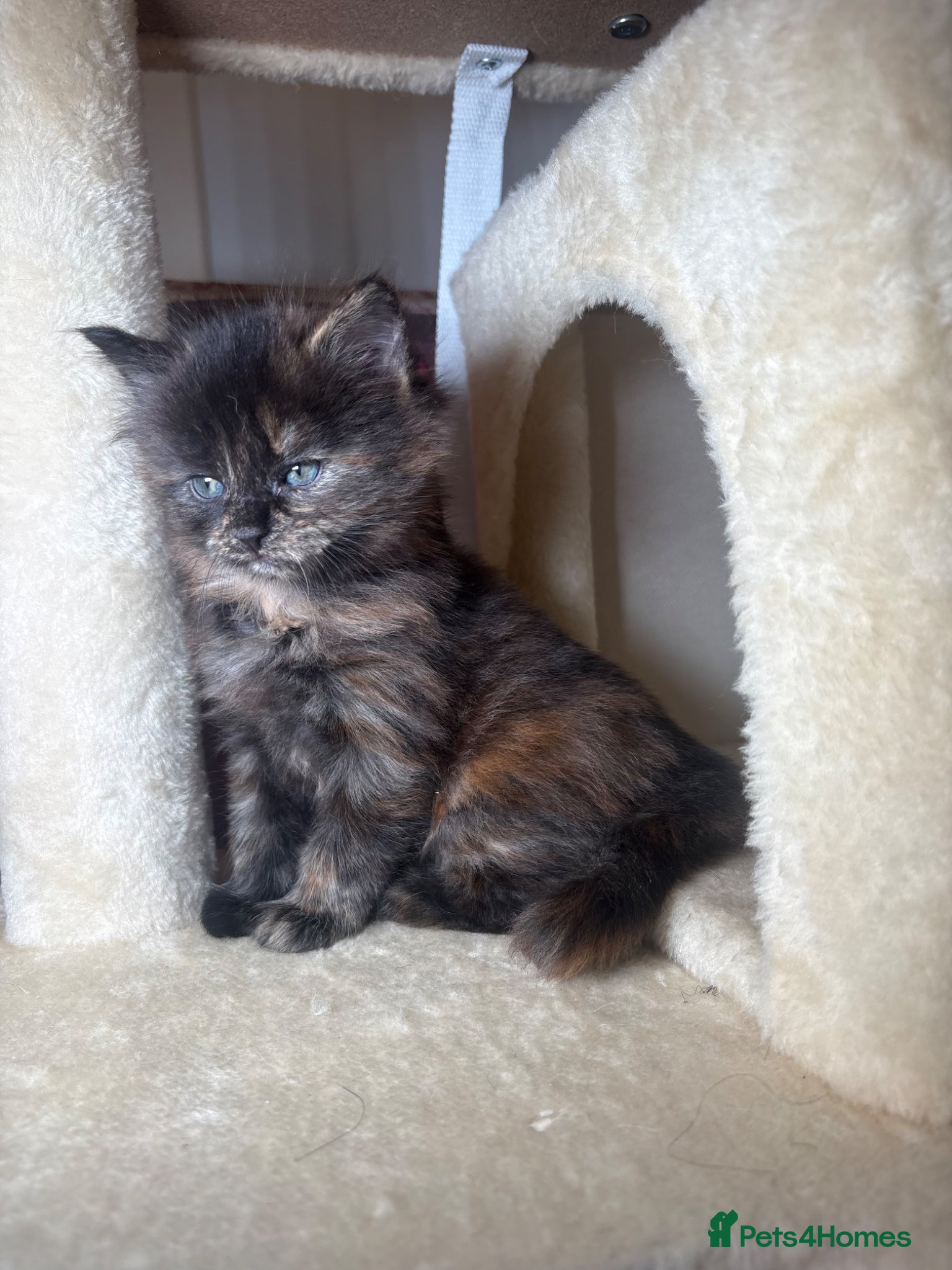Mixed Breed cats for sale: 4girls 1boys mixed bengal kittens  in Maidstone - Advert 5