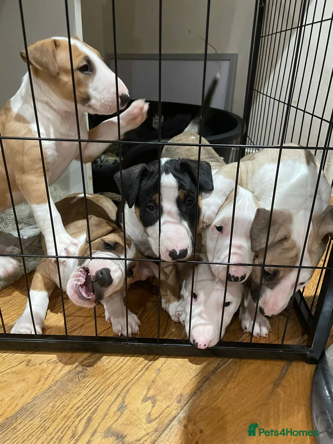 English Bull Terrier dogs for stud: FULL HEATH CHECKED QUALITY STUD 🥇 in Newport Pagnell - Advert 11