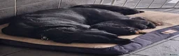 Rottweiler dogs for sale: Rottweiler puppies - Advert 1