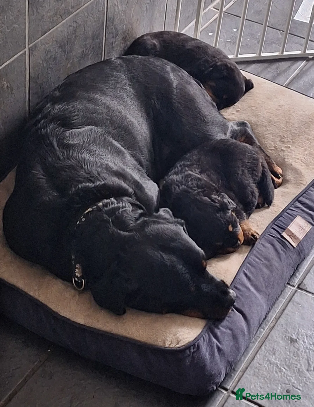 Rottweiler dogs for sale: Rottweiler puppies - Advert 1