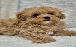 Maltipoo dogs for sale: Beautiful Teddy Bear Asian/Korean Maltipoo Puppy - Image 9