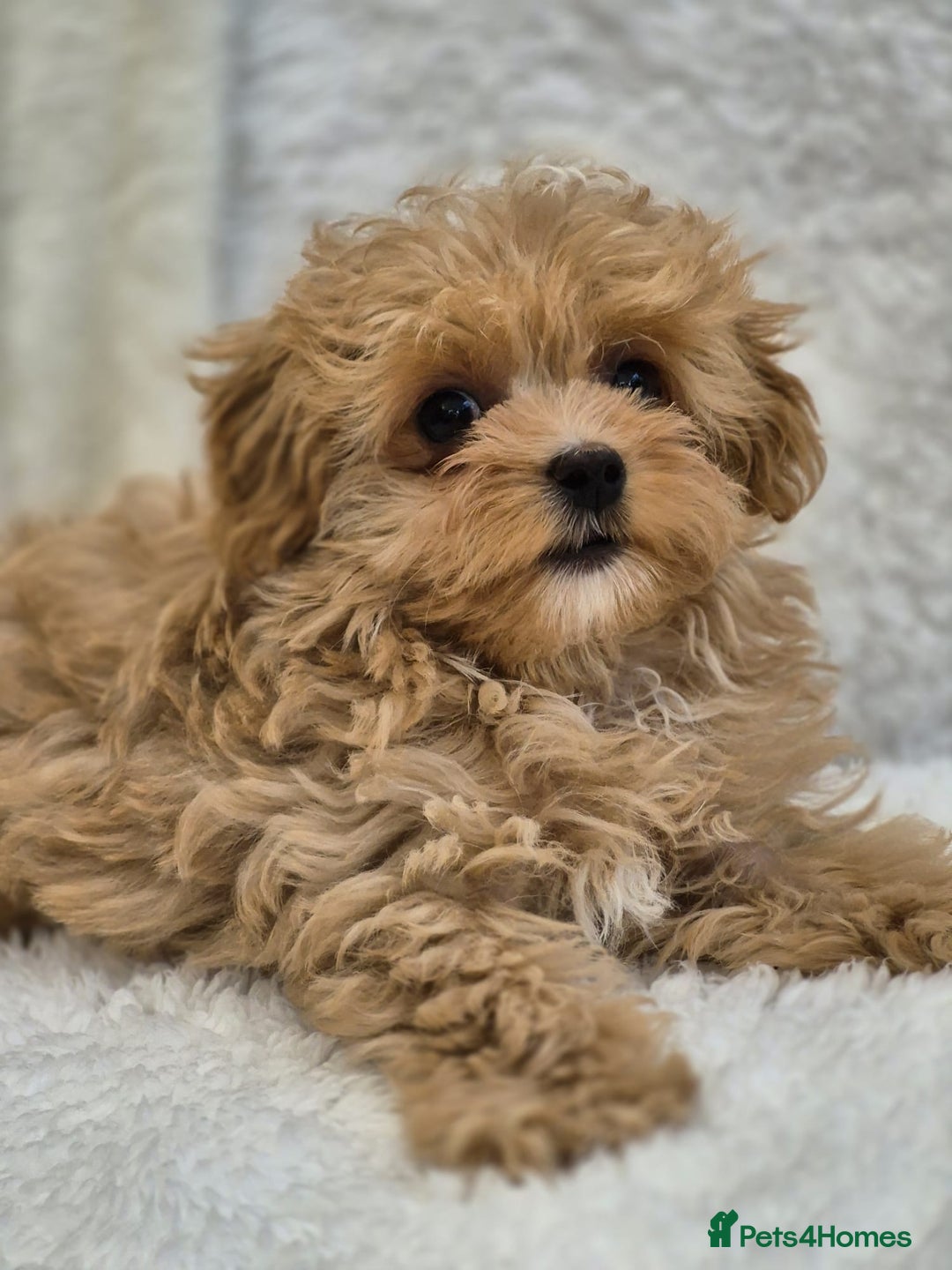 Maltipoo dogs for sale: Beautiful Teddy Bear Asian/Korean Maltipoo Puppy - Image 9