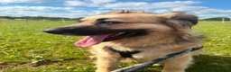 Mixed Breed dogs for adoption: Meet Honey, currently residing in Essex  in Frinton-on-Sea - Advert 3