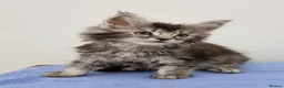 Maine Coon cats for sale: GCCF Pedigree Maine Coon Kittens for sale  - Advert 9