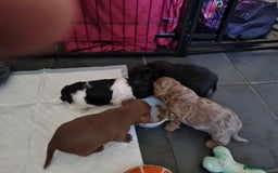 Jackapoo dogs for sale: Beautiful jackapoo pups ready for new homes - Advert 4