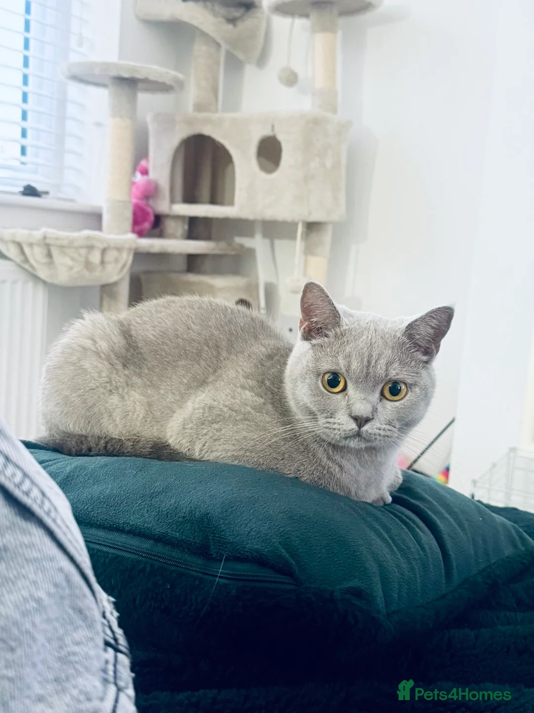 British Shorthair cats for sale: Lilac British Shorthair Kittens - Advert 3